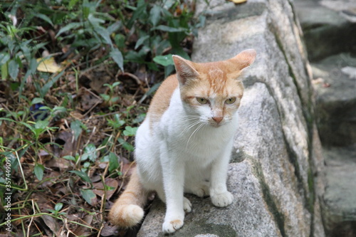 abandoned cat