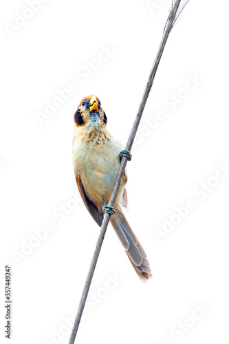 Spot-breasted Parrotbill (Paradoxornis guttaticollis) isolate on white photo