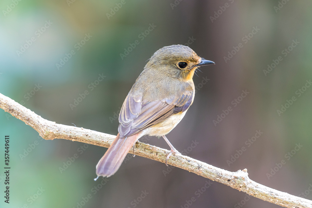 Female of Muscicapa ferruginea (Ferruginous Flycatcher) Female of Muscicapa ferruginea (Ferruginous Flycatcher)