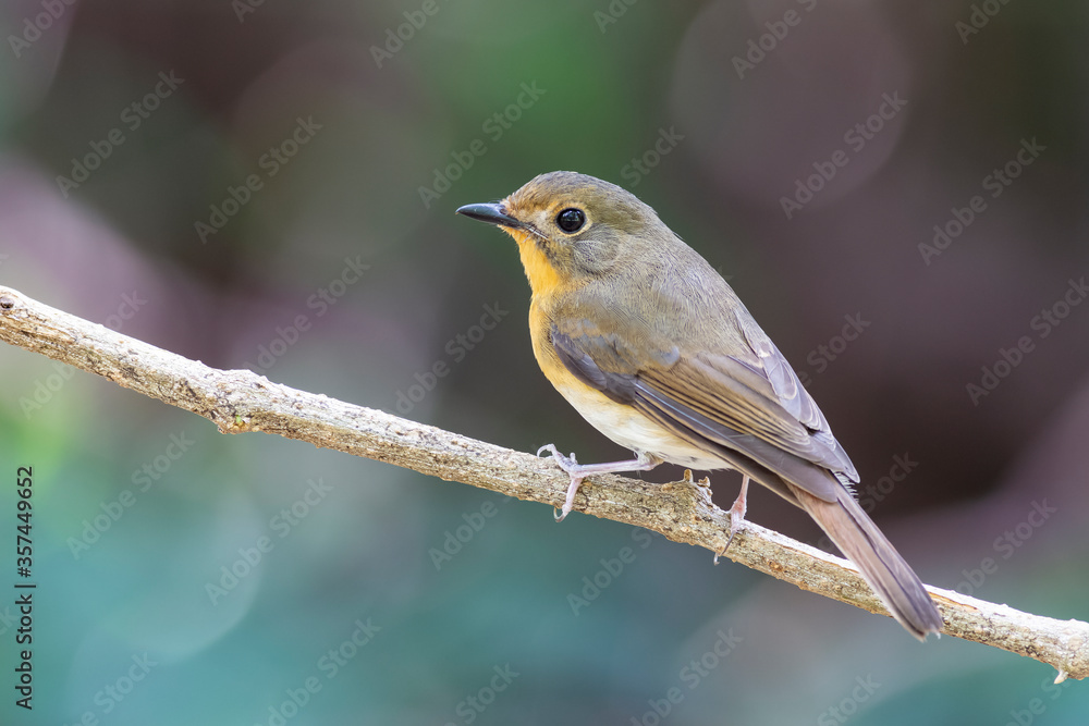 Obraz premium Female of Muscicapa ferruginea (Ferruginous Flycatcher)