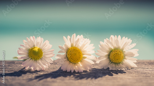 three daisies laying on a wooden table. blue blurred background. vintage tones
