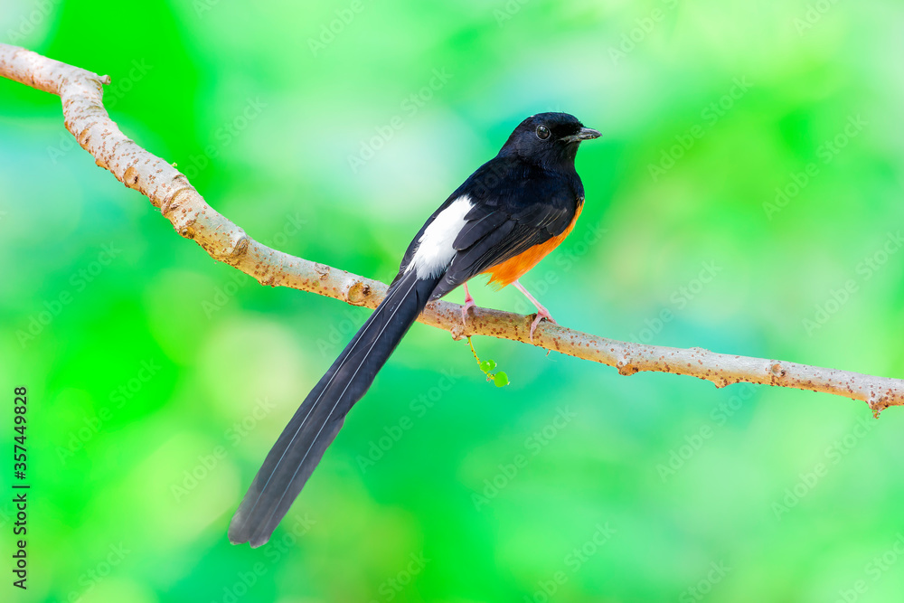 White-rumped shama (Copsychus malabaricus) White-rumped shama (Copsychus malabaricus)