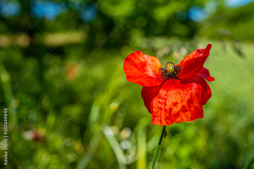 Fototapeta premium coquelicots dans le pré 11