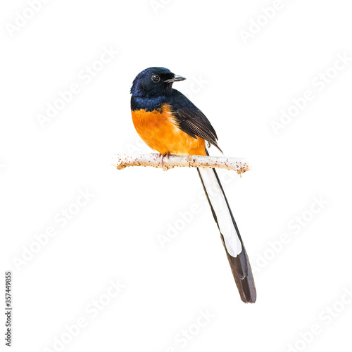 The white-rumped shama (Copsychus malabaricus) is a small passerine bird of the family Muscicapidae.