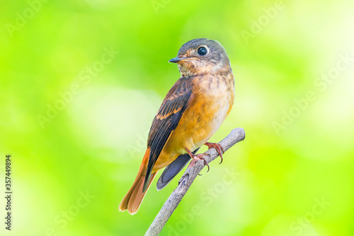 The ferruginous flycatcher (Muscicapa ferruginea) is a species of bird in the family Muscicapidae.


