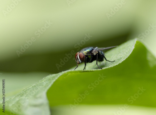 Green bottle fly sitting on a leaf macro photograph