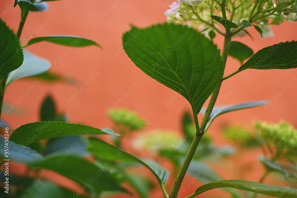 Green stems of hydrangea in orange summer courtyard, dynamic plant composition. Green stems of hydrangea in orange summer courtyard, dynamic plant composition.