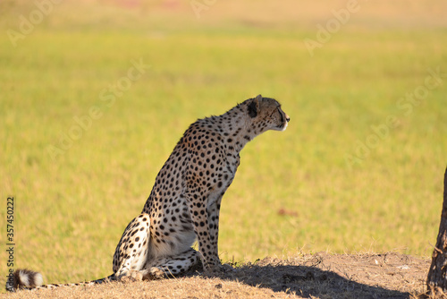 African Cheetah From Masai Marah