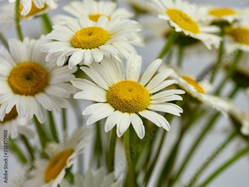 Macro photography shot of fresh cut white and yellow daisy flower blooms up close with a selective focus and a white background.  Nature brought indoors for still life photography.