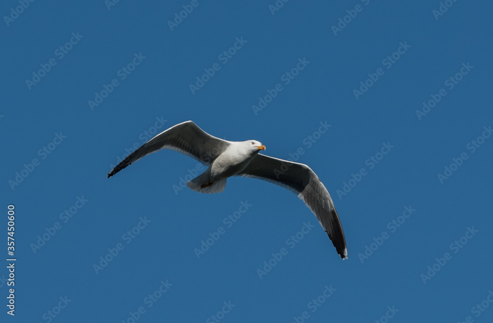 Common gull flying with blue background sky summertime Common gull flying with blue background sky summertime