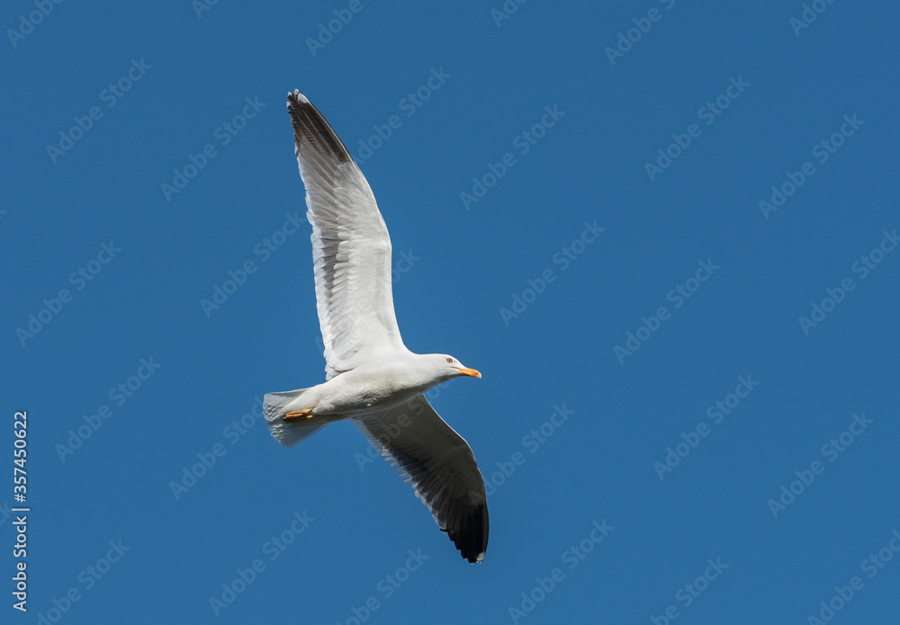 common gull flying with blue background sky summer time common gull flying with blue background sky summer time