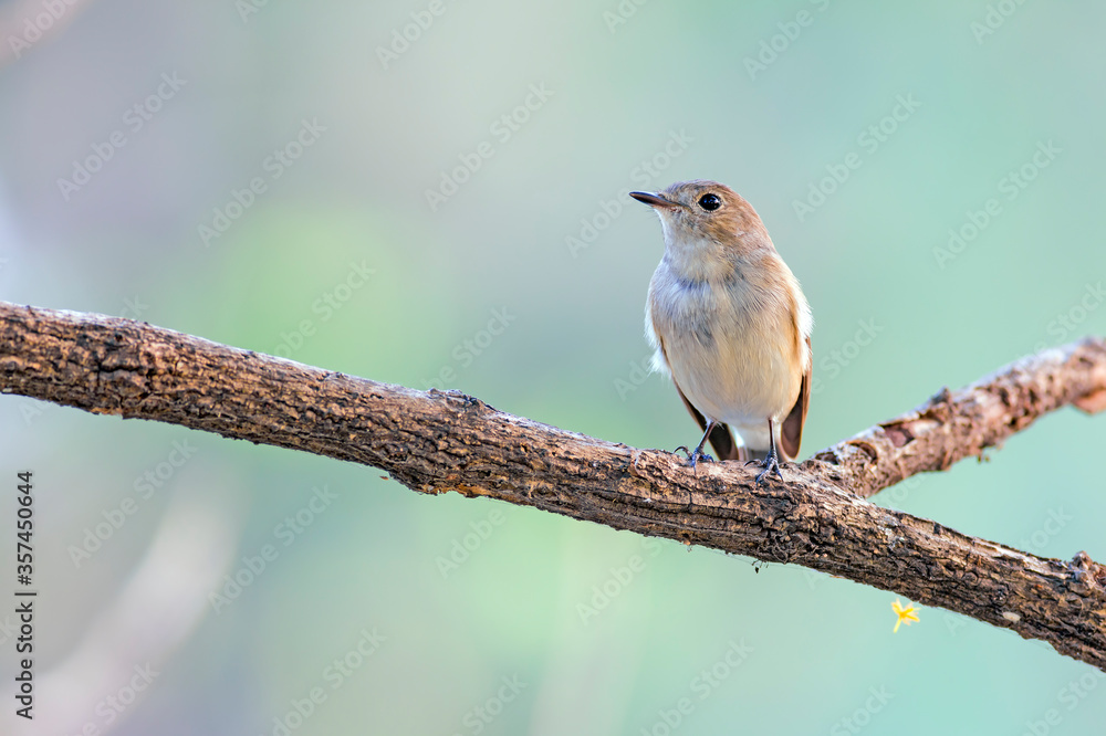 Red-throated Flycatcher (Ficedula albicilla) Red-throated Flycatcher (Ficedula albicilla)