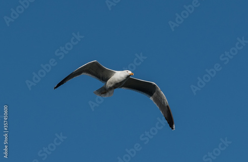 Common gull flying with blue background sky summertime