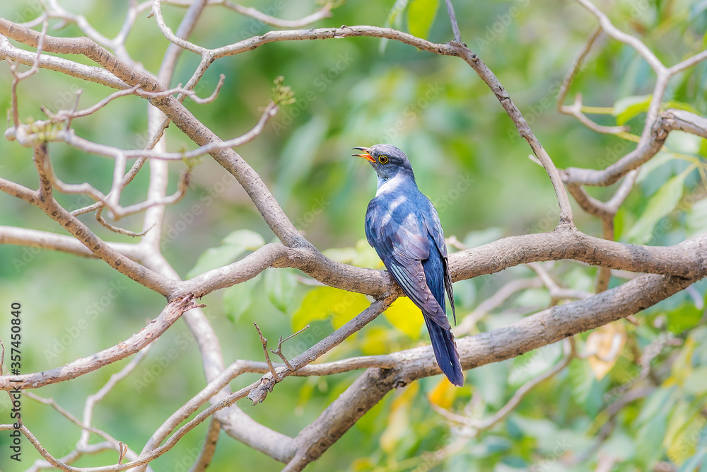 Indian cuckoo (Cuculus micropterus) on white background. Indian cuckoo (Cuculus micropterus) on white background.