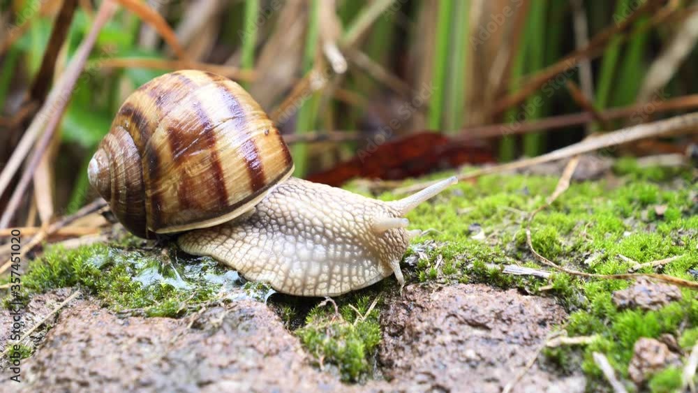 Snail crawling on soil after rain ( Helix Pomatia ) Snail crawling on soil after rain ( Helix Pomatia )