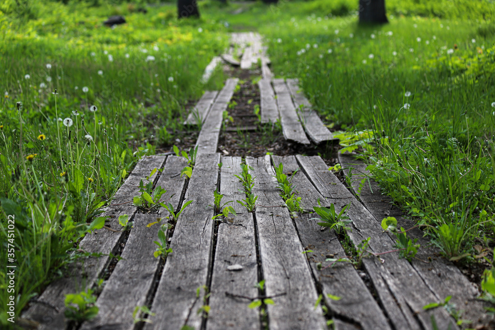 An old damaged wooden path in a park with some missing boards and with small green plants between boards. Photo in perspective with selective focus An old damaged wooden path in a park with some missing boards and with small green plants between boards. Photo in perspective with selective focus