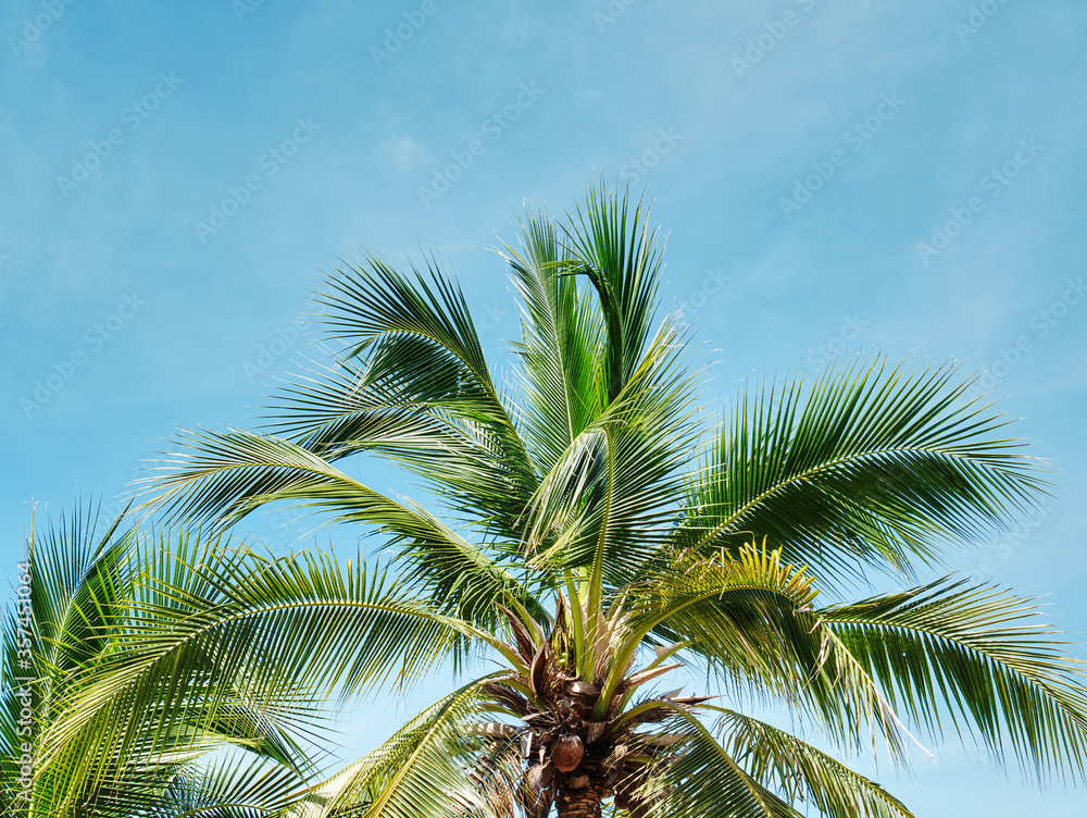 Low Angle View of Coconut Tree Against Blue Sky in Summer