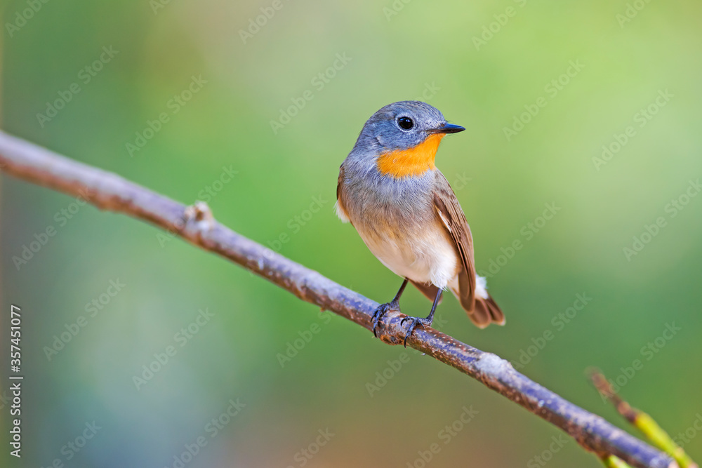 The red-breasted flycatcher is a small passerine bird in the Old World flycatcher family.