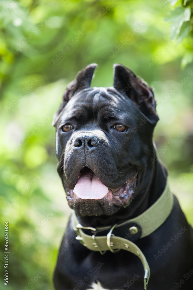 Portrait of a black dog of the cane-Corso breed against a background of green bushes