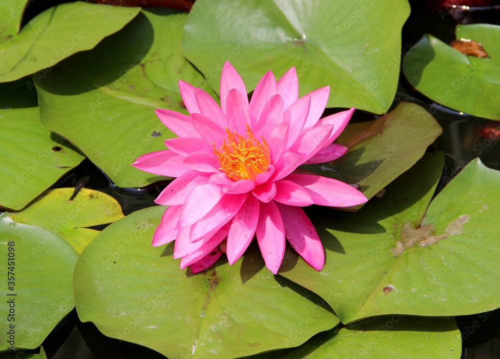 Closep of the pink water lily flower and leaves floating on the surface of the water Closep of the pink water lily flower and leaves floating on the surface of the water