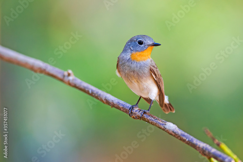 The red-breasted flycatcher is a small passerine bird in the Old World flycatcher family. © tanoochai