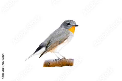 Red-throated Flycatcher (Ficedula albicilla) isolate on white