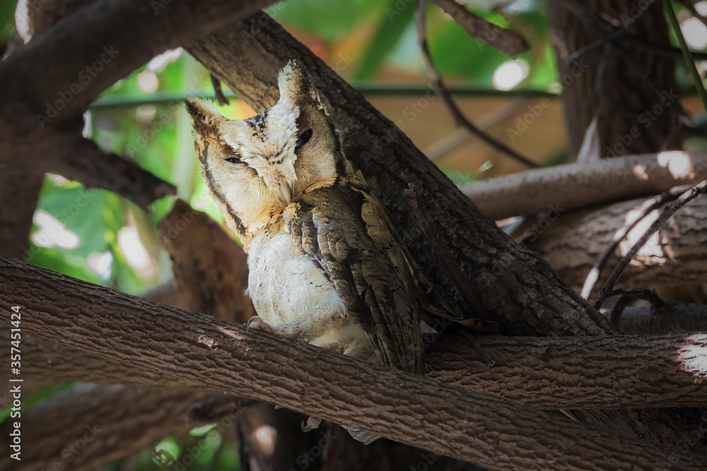 Obraz premium Collared scops owl (Otus lettia)