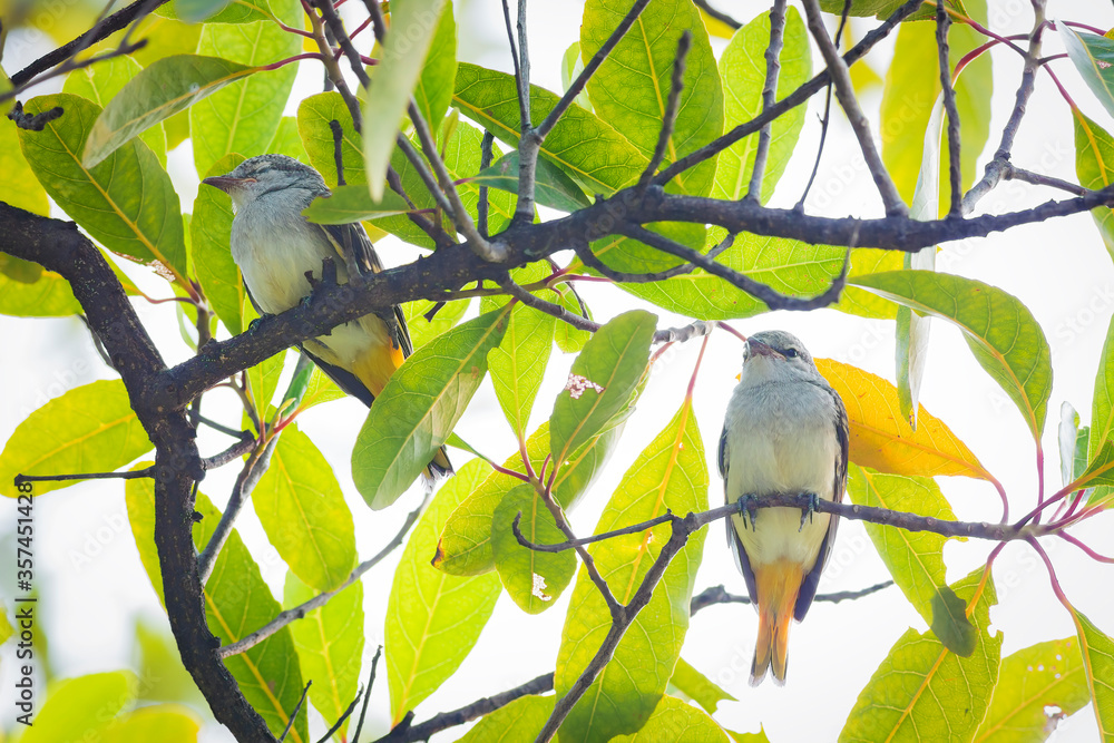 The small minivet (Pericrocotus cinnamomeus) is a small passerine bird. The small minivet (Pericrocotus cinnamomeus) is a small passerine bird.