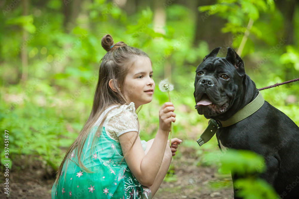 A young girl and her cane-Corso dog are relaxing in the forest and playing with a dandelion A young girl and her cane-Corso dog are relaxing in the forest and playing with a dandelion