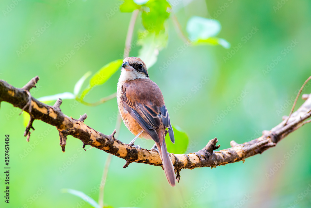Obraz premium The brown shrike (Lanius cristatus) is a bird in the shrike family that is found mainly in Asia.