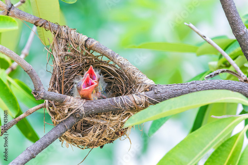 Baby bird of Black-naped oriole (Oriolus chinensis) in the by nest photo