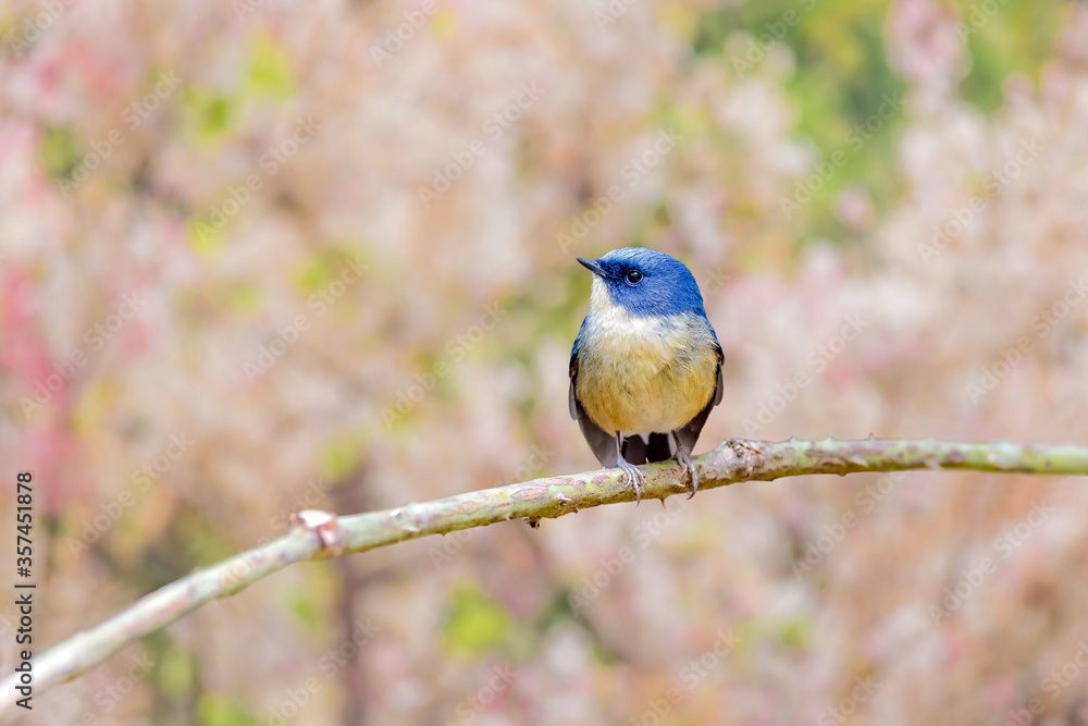 Obraz premium slaty-blue flycatcher (Ficedula tricolor)