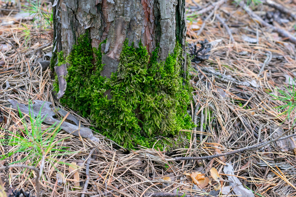 Green moss is growing on wooden bark Green moss is growing on wooden bark