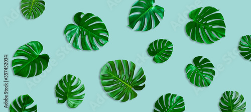 pattern of fresh monstera leaf on blue color background. flat lay