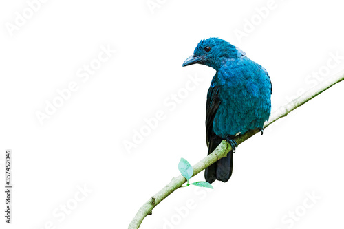 Asian Fairy-bluebird on white background. photo