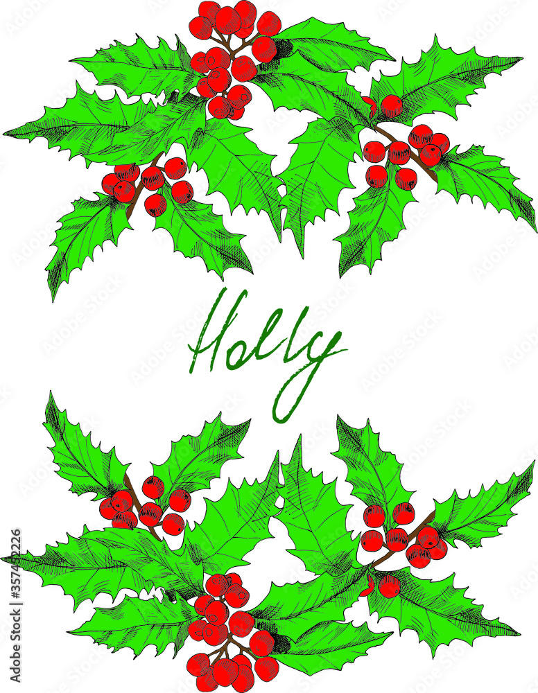 Holiday's postcard template with hand-drawn, colored holly branches, and writing space in the middle. Vector illustration. Holiday's postcard template with hand-drawn, colored holly branches, and writing space in the middle. Vector illustration.