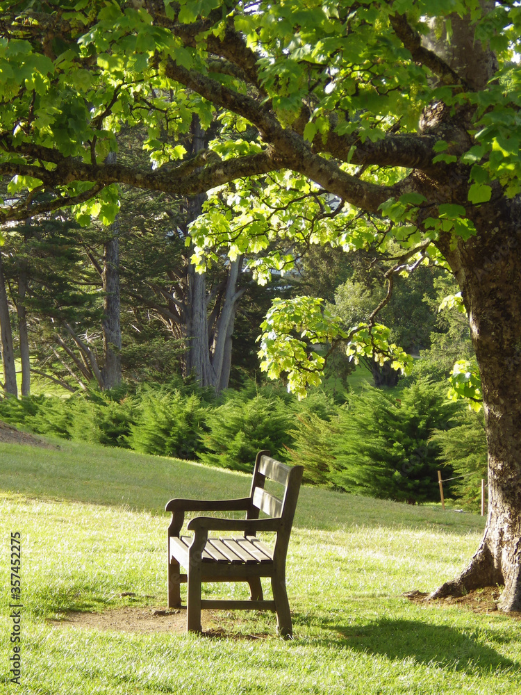 beautiful background of sun light shine at bench under the big tree around the forest and green meadow beautiful background of sun light shine at bench under the big tree around the forest and green meadow