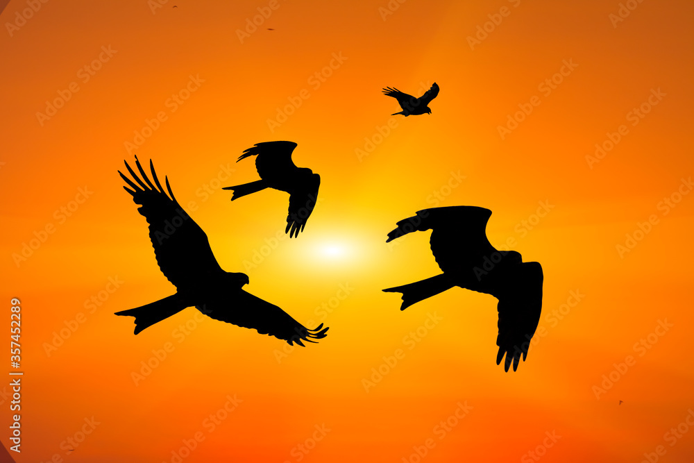 Fototapeta premium Birds flying in the sky at sunset.