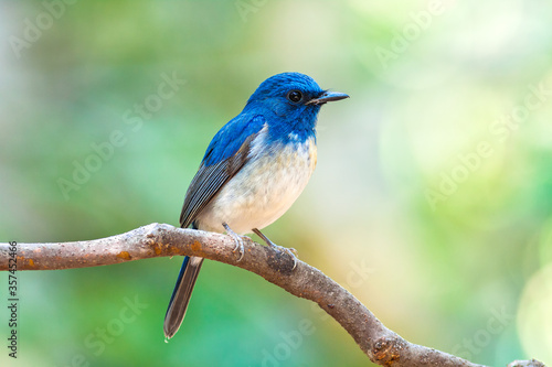 Hainan blue flycatcher (Cyornis hainanus) © tanoochai