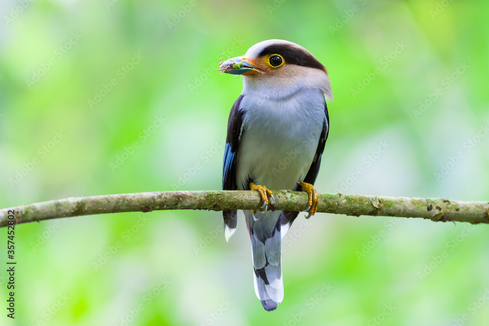 Fototapeta premium The silver-breasted broadbill (Serilophus lunatus) is a species of bird in the broadbill family, Eurylaimidae.