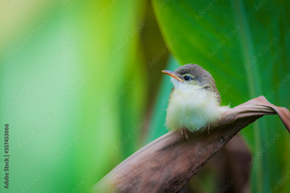 Obraz premium Plain Prinia, White-browed Prinia, Plain Wren-Warbler, Brown Wren-Warbler