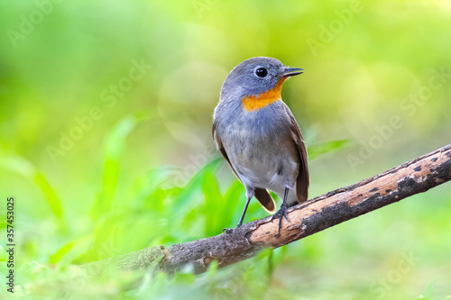 red-breasted flycatcher (Ficedula parva)