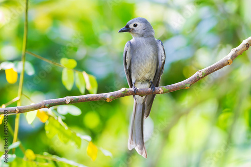Ashy Drongo (Dicrurus leucophaeus)