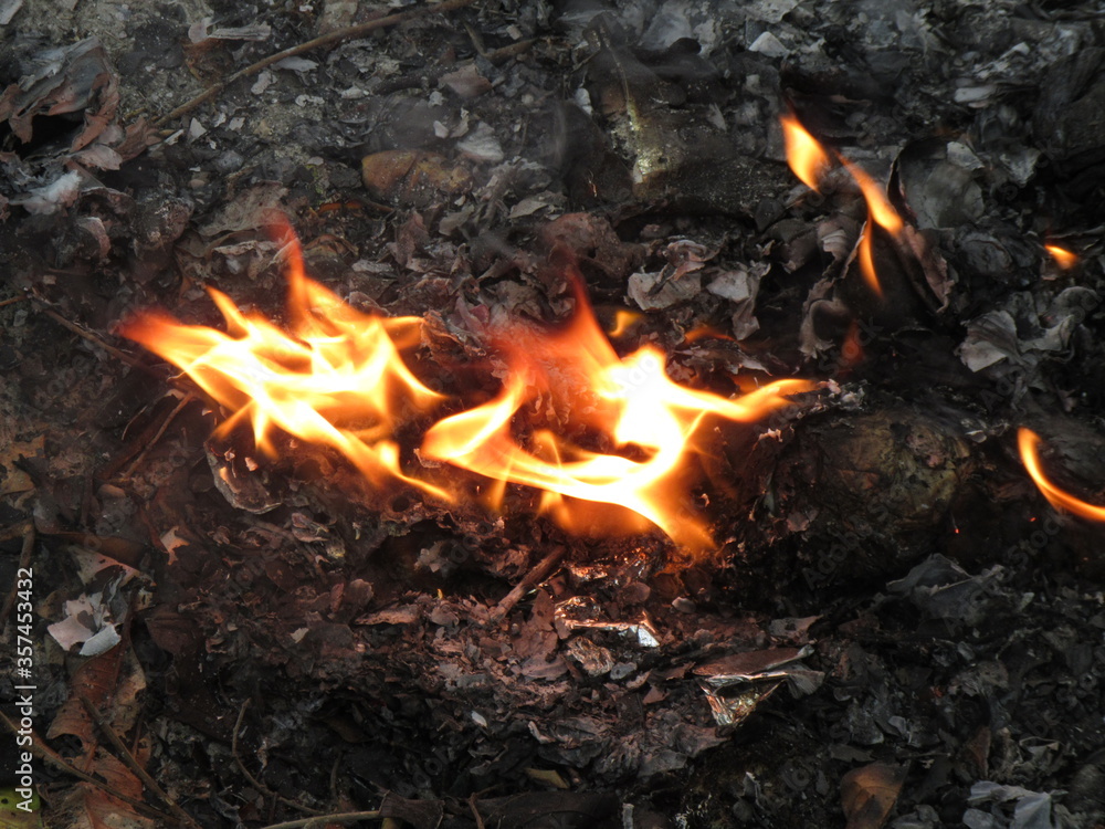 fire in the forest fire in the forest