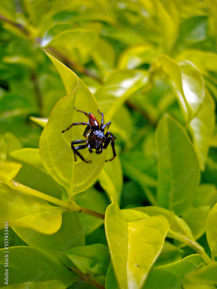 Fototapeta premium Spider on green leaf 