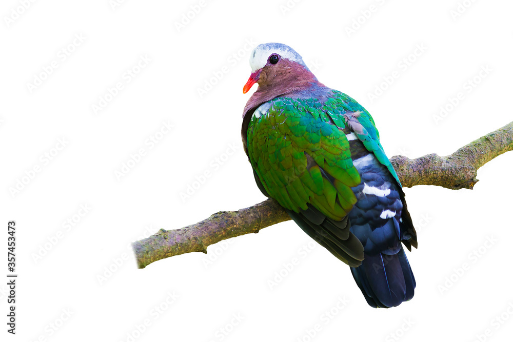 Obraz premium Emerald dove or Green Pigeon isolate on white