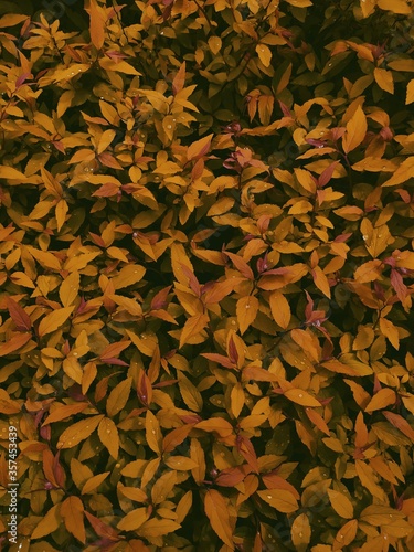 autumn leaves background © Justyna
