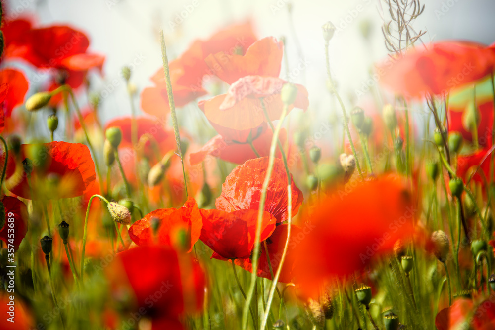 Naklejka premium Mohn im Gegenlicht