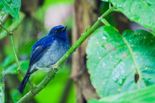 The small niltava (Niltava macgrigoriae) is a species of bird in the family Muscicapidae