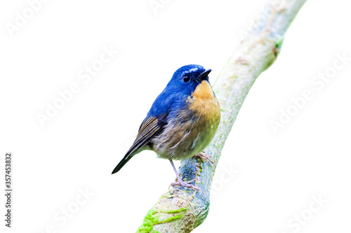 Snowy-browed Flycatcher (Ficedula hyperythra) on white background